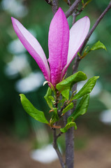 Large and delicate flowers magnolia