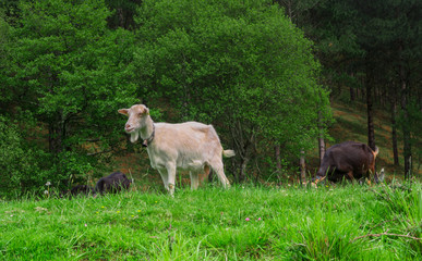 Los encantos de Arrazola ( Atxondo )