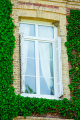 Fototapeta na wymiar photo of window covered with plants