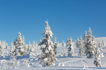 Winter landscape in Lapland, Finland.
