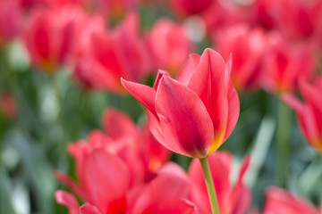 Group and close up of red lily-flowered single beautiful tulips growing in the garden