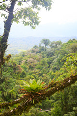 Lush rainforest canopy view