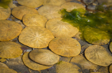 sand dollars