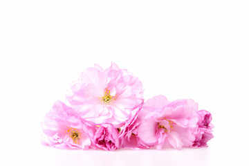 cherry blossom sakura, pink flowers isolated on white background