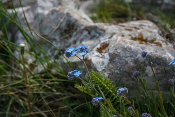 Alpine flower forget-me-not