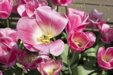 Fototapeta na wymiar Pink tulips