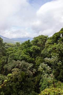 Fototapeta Lush rainforest canopy view