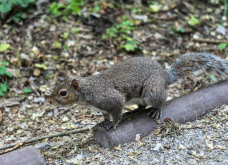 ParK Castello in Legnano, Squirrels ask a bit of food to visitors