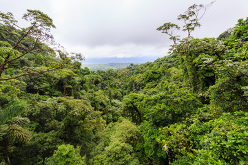 Lush rainforest canopy view