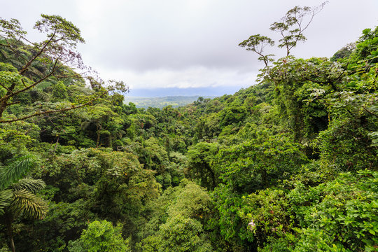 Fototapeta Lush rainforest canopy view