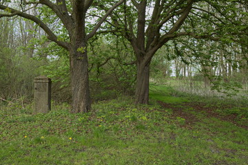 Two horse chestnut trees and a concrete pillar
