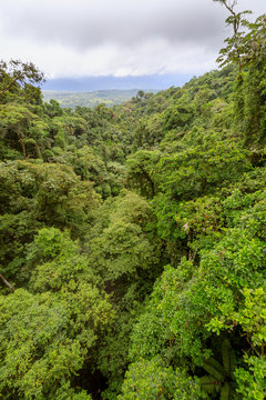 Fototapeta Lush rainforest canopy view