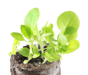 Seedling of tobacco (Nicotiana tabacum) in clod of soil isolated on white background