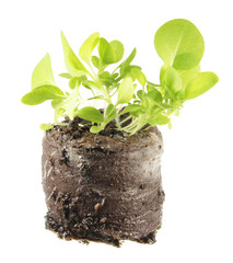 Seedling of tobacco (Nicotiana tabacum) in clod of soil isolated on white background