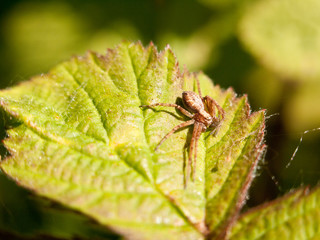 close up of a spider on a leaf outside in the spring day light macro