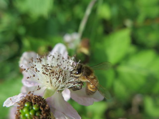 Honeybee on blackberry blossom