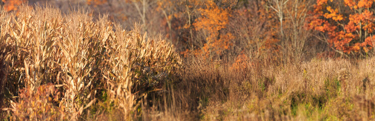 Late Autumn colors © Don Mroczkowski