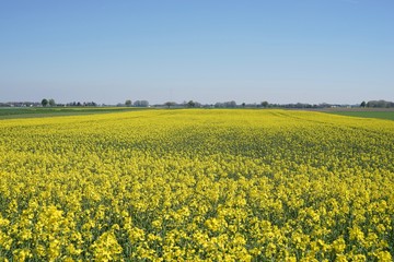 Frühling: gelbes Rapsfeld in grüner Landschaft