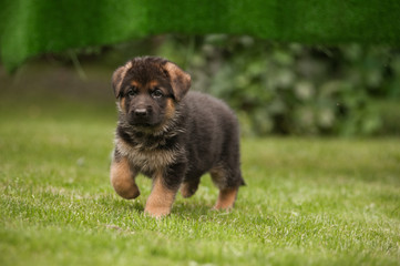 Walking cute german shepherd puppy