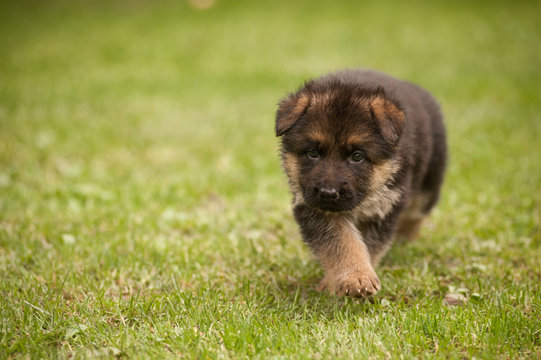 Walking cute german shepherd puppy