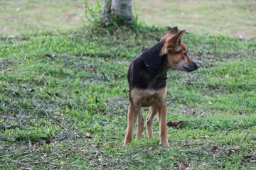 The dog waiting food from someone in the field 