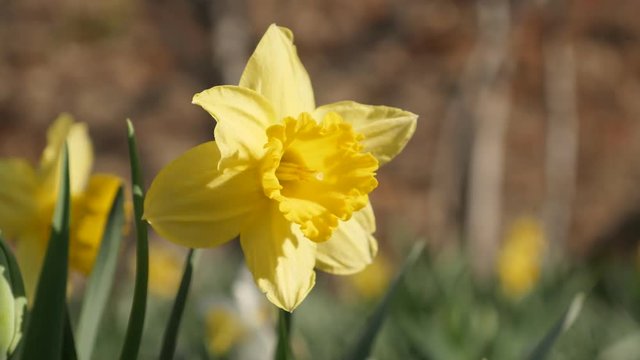 Yellow spring plant Pseudonarcissus shallow DOF 4K 2160p 30fps UltraHD footage - Close-up flower Narcissus petals and stamen 3840X2160 UHD video