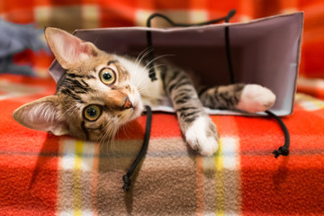 Adorable Kitten Playing Inside Shopping Bag