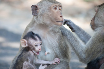 Naklejka premium 可愛いサル