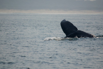 Humpback Whales in the Water 
