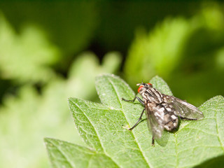 a big fly with red eyes resting upon a leaf waiting not moving outside in forest uk spring day light