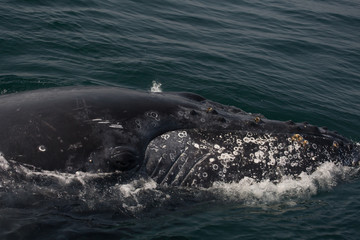 Naklejka premium Humpback Whales in the Water 
