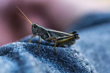 Close up macro shot of a grasshopper on fabric with blurry background