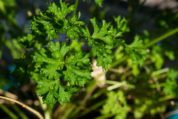 Wet parsley with water drops