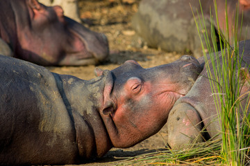 Hippos in Africa 