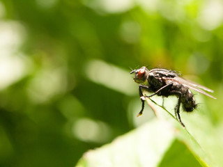 a big ugly red eyed fly outside close up in full detail sharp focus macro in spring day light with green background