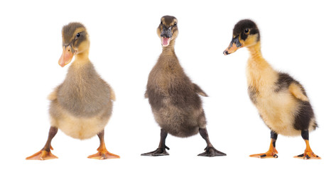 Three duckling standing isolated on white background