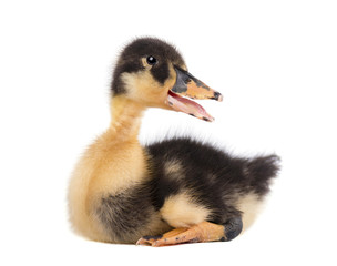 Cute duckling isolated on white background