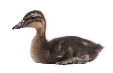 Cute duckling isolated on white background