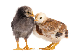 Two chickens isolated on white background
