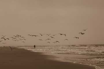 A Walk Along the Beach