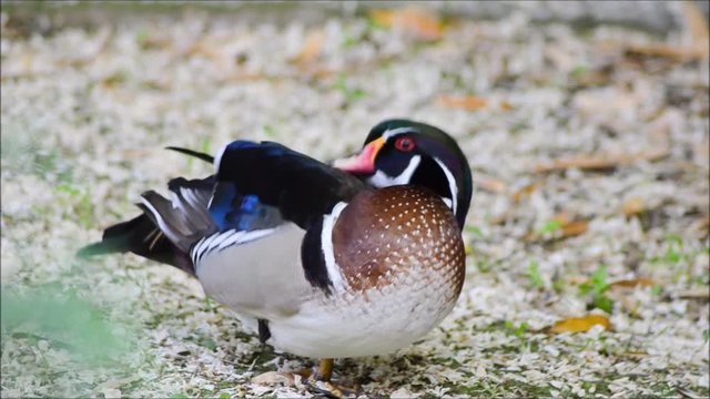 Male Wood Duck cleaning his feathers.