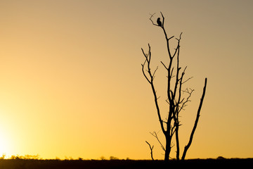 Obraz premium Owl Silhouette at Sunset 