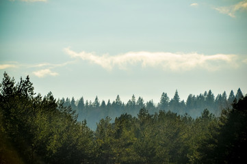 Aerial pine forest in haze