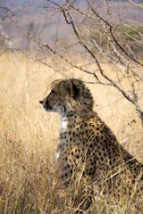 Cheetahs in the African WIld