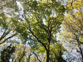 at the center of a beautiful forest in the middle of the summer with lots of bright light tall trees and colors