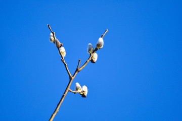 Goat willow catkins, aka the pussy willow or great sallow