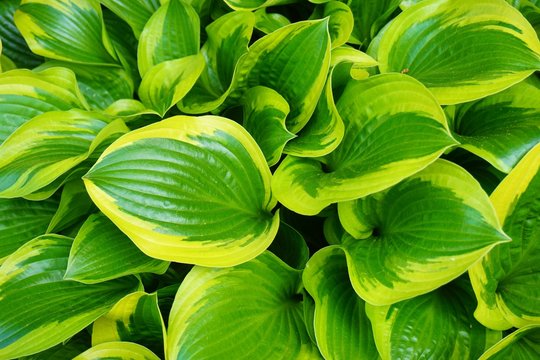 Green and yellow leaves of a hosta plant