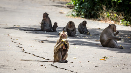 Jungle Monkey Group