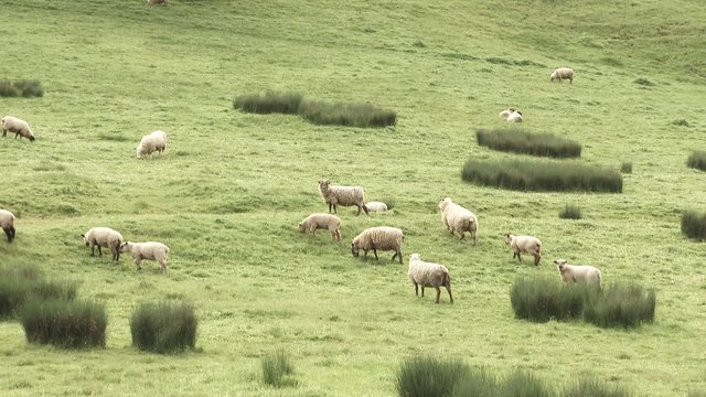Herd of country sheep grazing on grassy hillside.