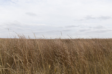 Fototapeta premium Wheat